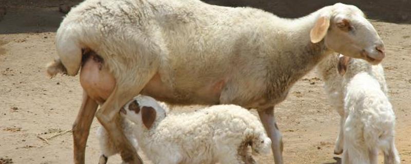 山羊一年几胎 每胎几只，死胎怎么回事