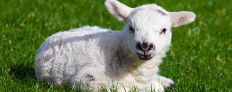 小羊羔喂什么饲料长得快，抽风怎么治疗