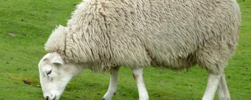 羊的种类，长得最快最大的羊是什么品种