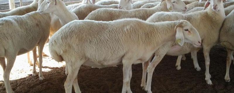 怀孕母羊饲料配方，新生羊羔一次喂多少奶