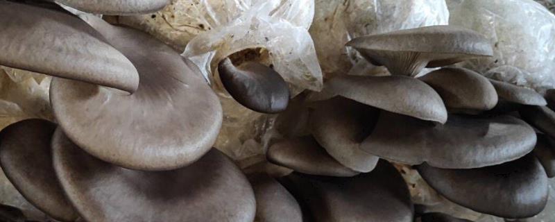 平菇的种植技术与配料方法，出菇期间怎样管理