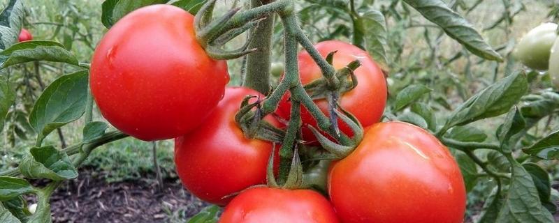 西红柿亩产量一般多少斤，晚疫病特效药有哪些