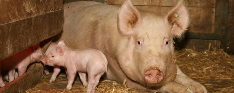 母猪产后不吃食是什么原因，怎么治疗