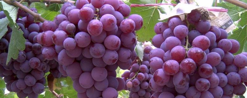 葡萄的生物学特点，品种有哪些