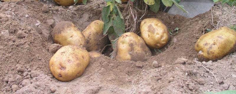 马铃薯最短的催芽方法，发芽后还能吃吗