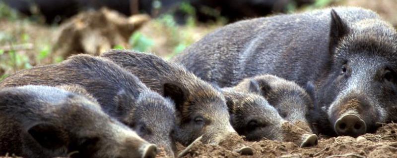冬天野猪的生活规律，有人工养殖的野猪吗