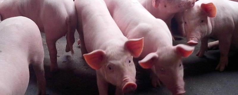 猪冬痢的快速治疗方法，是什么原因引起的