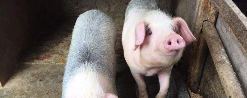70斤的育肥猪一天吃多少饲料，饲料添加剂有哪些