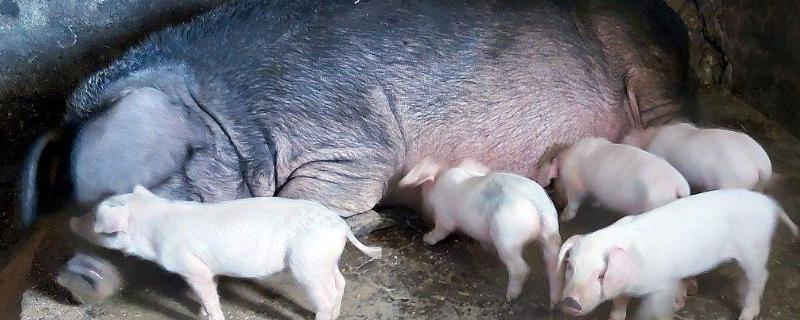 哺乳母猪饲养管理的注意事项，一天喂多少料，头胎母猪什么时候吃哺乳料