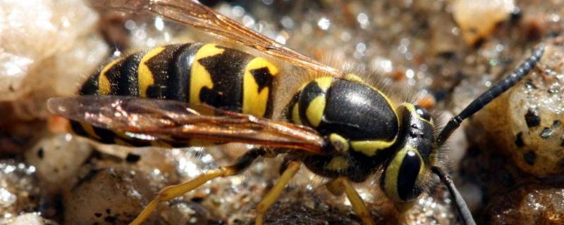 黑尾胡蜂诱蜂水怎么配，一般在什么地方筑巢