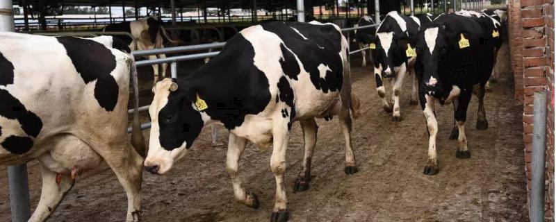 荷斯坦奶牛是哪个国的，奶牛一年四季都产奶吗