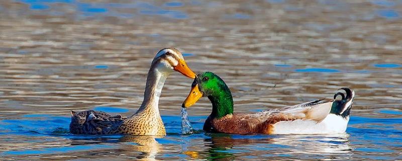 绿头鸭是几级保护动物，公母鸭如何区分