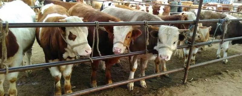 养牛技术和饲养方法，养牛大棚怎么搭建