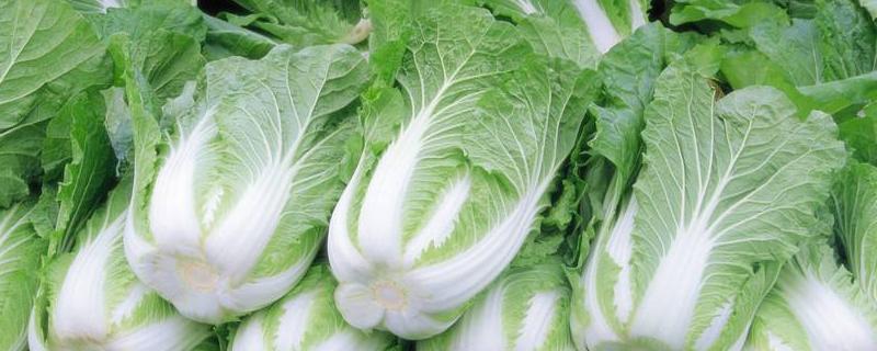 白菜一亩地种多少颗，附种植管理和施肥