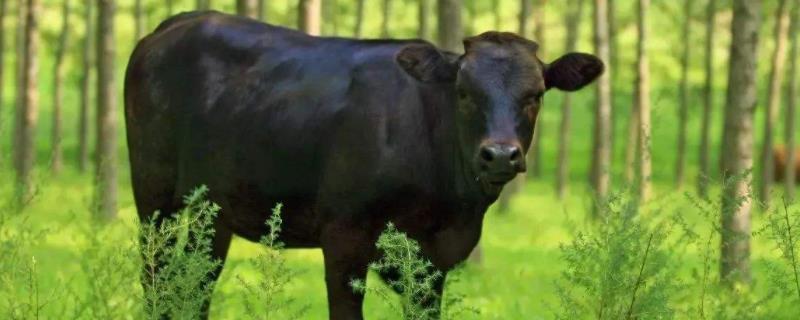中国三大黑牛品种