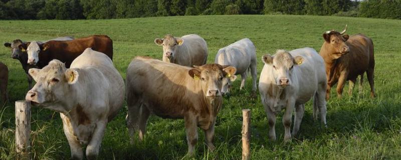 母牛流产是什么原因引起的，早产一个月的牛犊能活吗