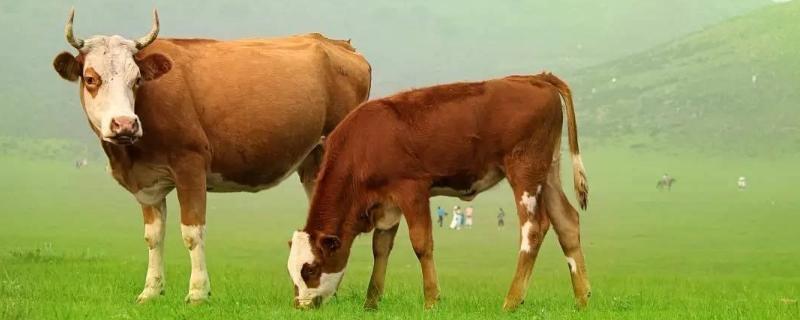 什么样的牛容易有牛黄，牛黄是怎么形成的