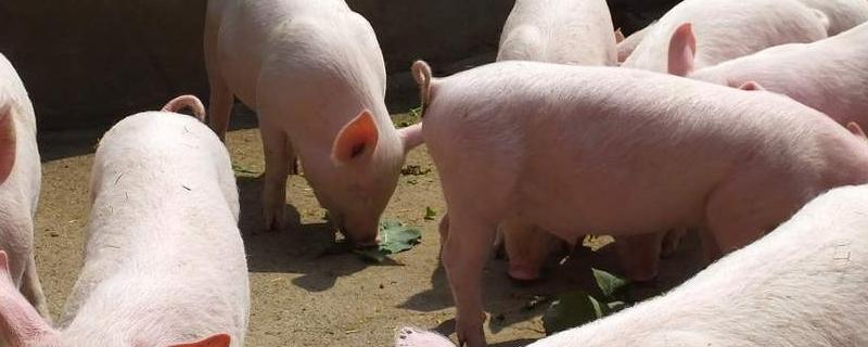 猪为什么要割睾丸，有哪些注意事项