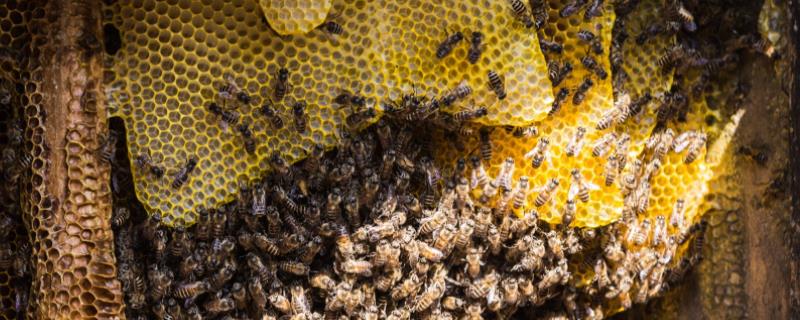 收的野蜜蜂多久稳定，怎么收回家