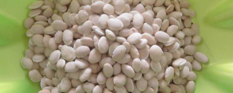 白扁豆一次最多吃几粒，有多少个品种