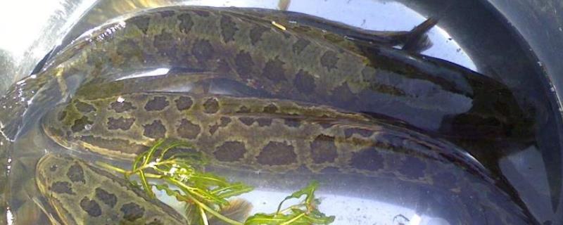 黑鱼多久可以养到三斤，附黑鱼养殖技术
