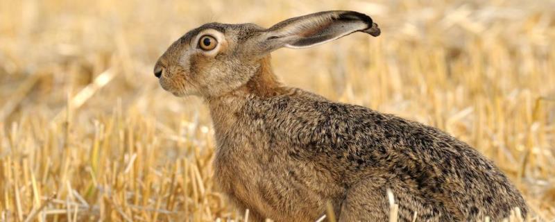 野兔和家兔的区别，养殖需要办理什么手续