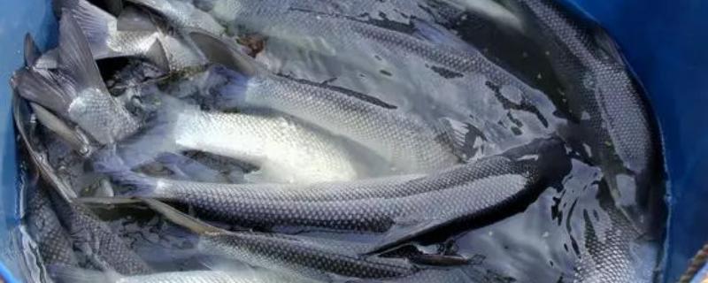 银鳕鱼养殖条件，和鳕鱼有什么区别