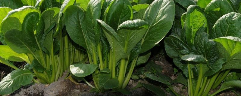 菠菜病害，附菠菜的种植技术