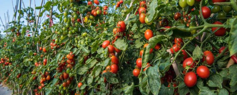 西红柿的种植方法和管理技术，种植周期多长