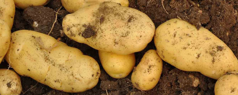 土豆亩产多少斤