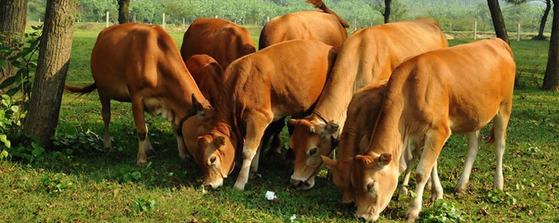 一头牛一天吃多少草料