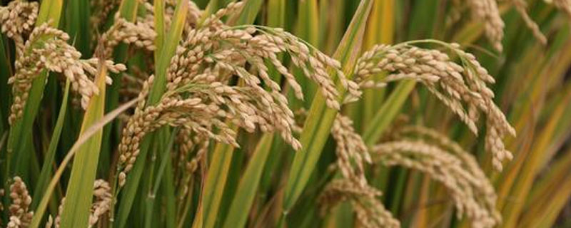 水稻种子龙粳3100