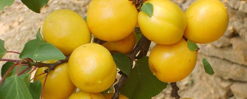 一亩珍珠油杏收入多斤