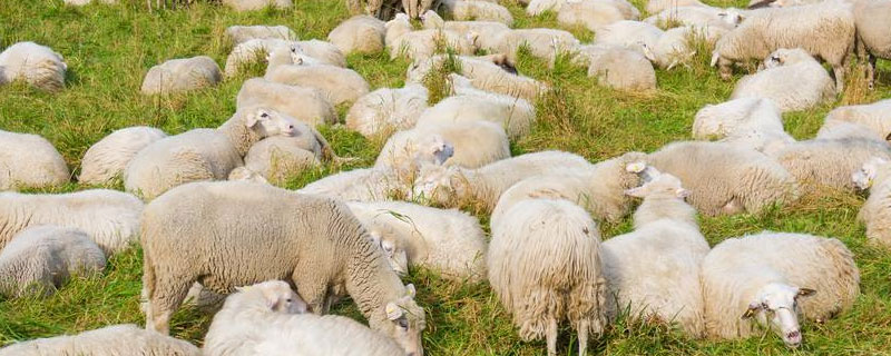 怎么挑选小母羊做种羊