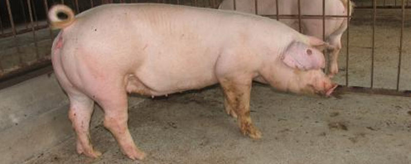 一个猪后座大约多少斤