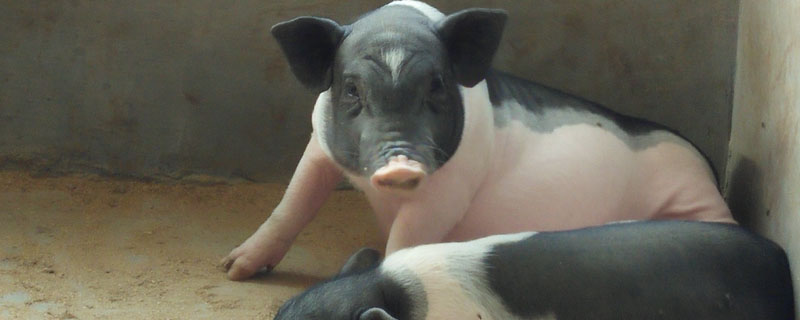巴马香猪能长多少斤