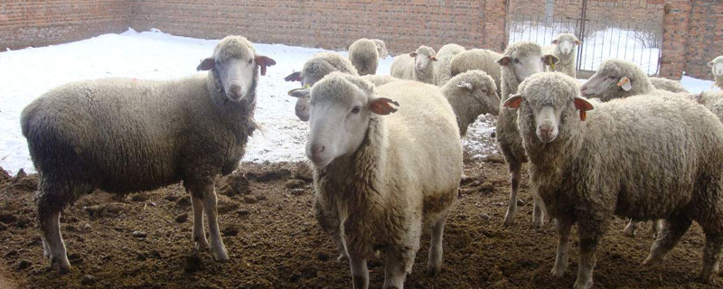羊一天吃多少斤草