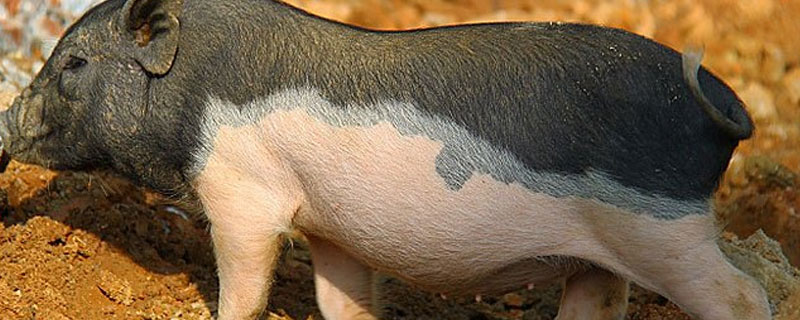 海南五脚猪有多少斤