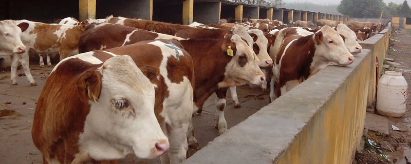 西门塔尔牛一年能长多少斤