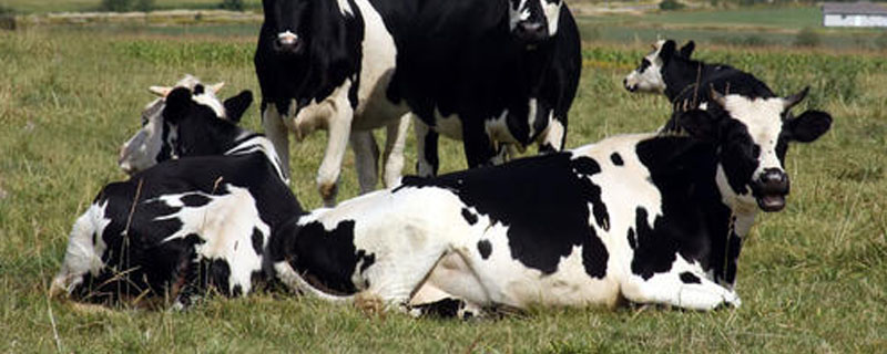 荷兰的乳牛有哪些特点