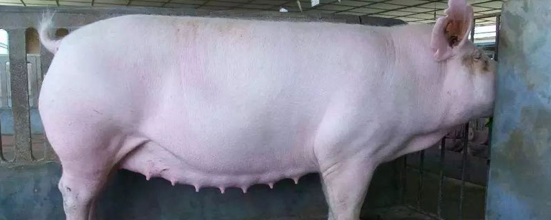 怀孕后期的母猪非洲猪瘟症状