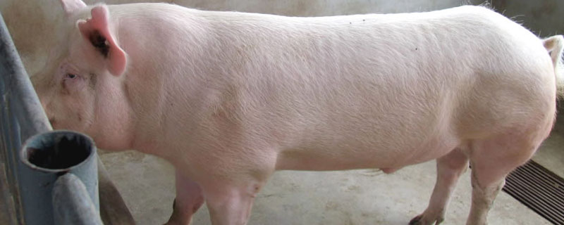 二元母猪配长白的下一代是什么品种