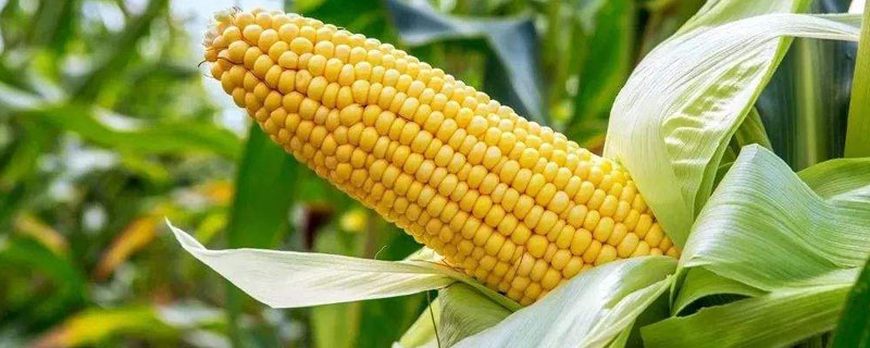 农作物玉米的生长过程