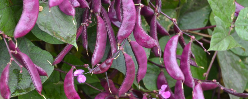 紫色荷兰豆又叫什么