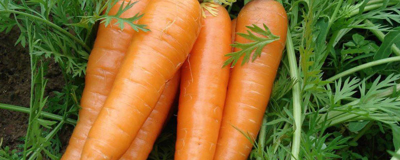 胡萝卜特别大是转基因的吗