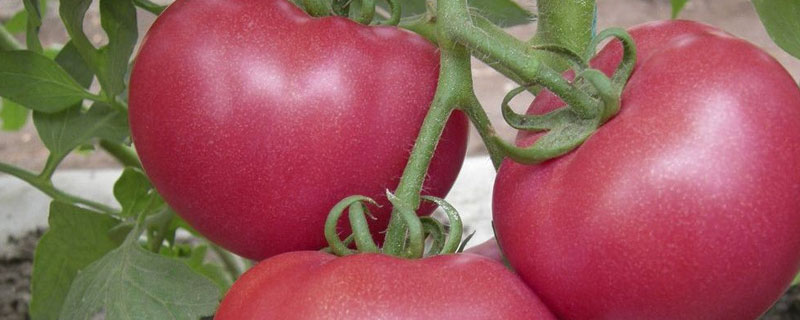 番茄从绿变红是什么原因