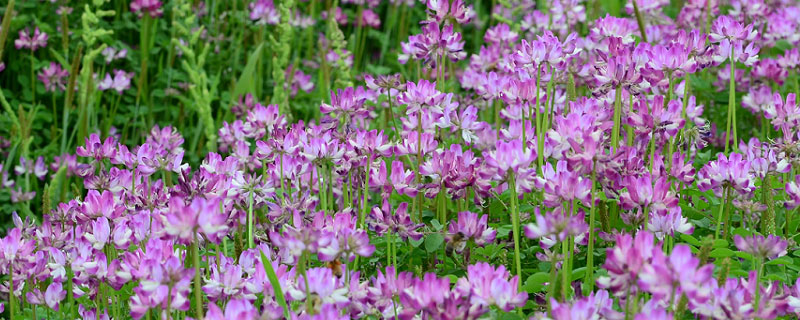 紫云英什么季节开花