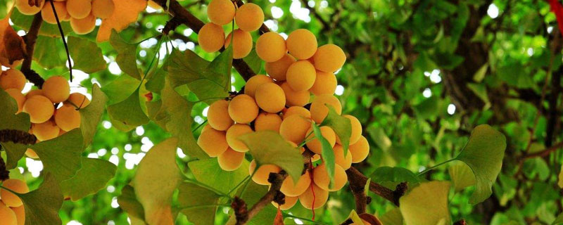 银杏树繁殖期是几月