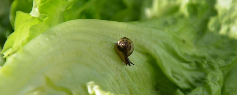 农作物叶子上长了蜗牛怎么办