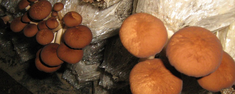 茶树菇与金针菇的区别